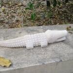 Exquisite White Marble Hand Carved Crocodile Sculpture | Jaipurio